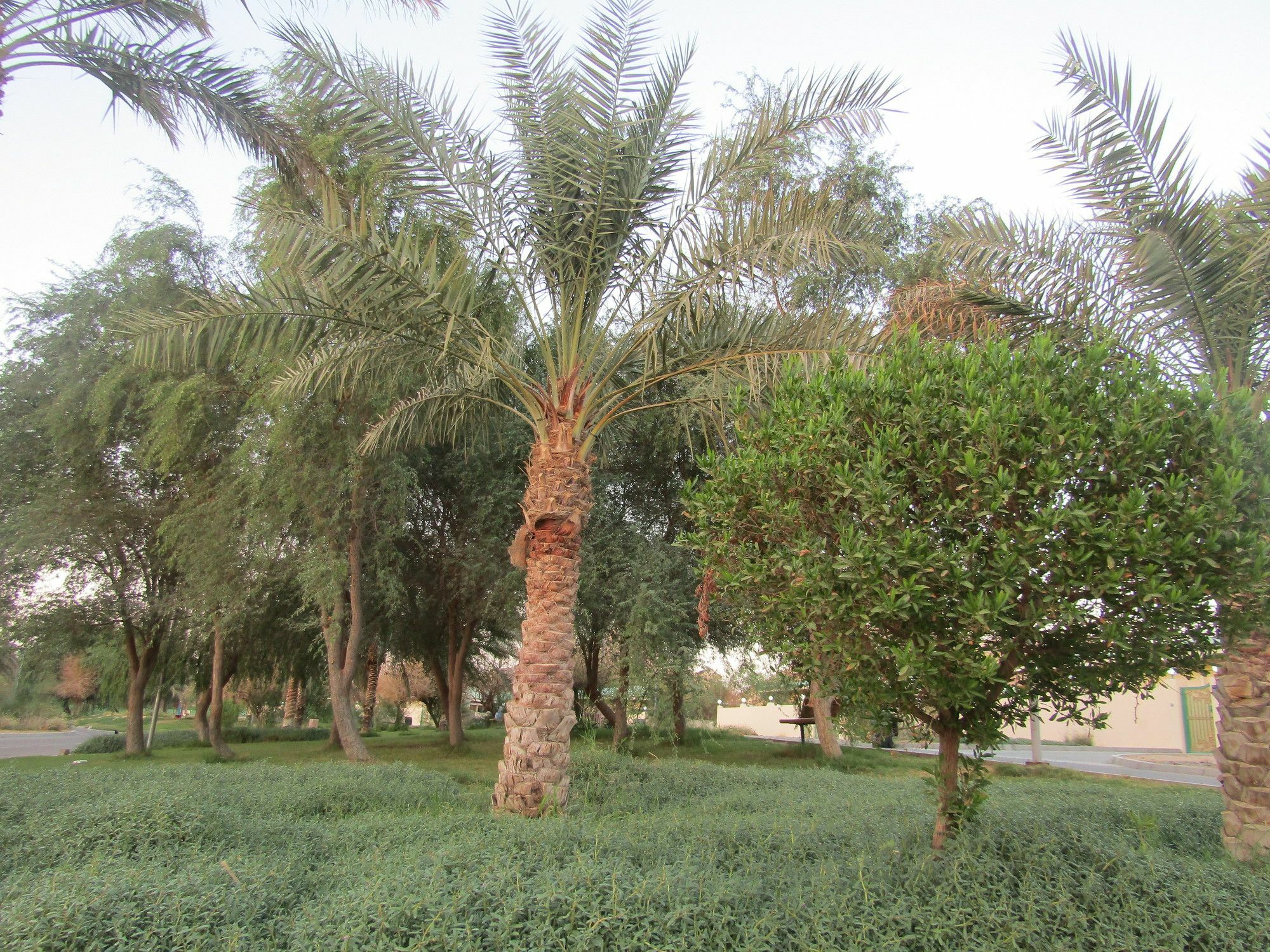 Green Mubazzarah Chalets Al Ain Esterno foto